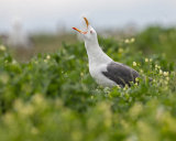 Black backed gull