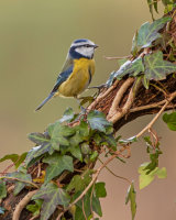 Blue Tit