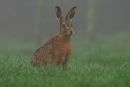Brown Hare
