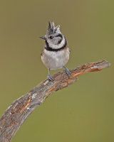 CRESTED TIT 2