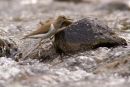 Common Sandpiper