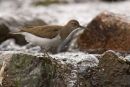 Common Sandpiper