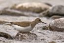 Common Sandpiper