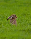 Brown Hare