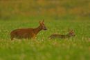 Roe Deer with fawn