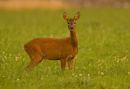 Female Roe