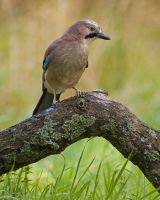 Jay