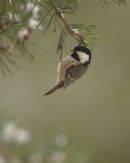 Coal Tit 009