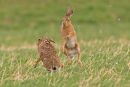 Brown Hares Boxing