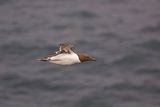 Guillemot in flight