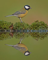 GREAT TIT