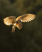 BARN OWL AUGUST 2018