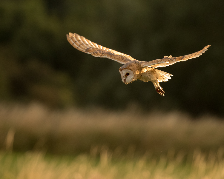 BARN OWL AUGUST 2018