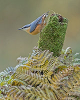 NUTHATCH OCTOBER 2017