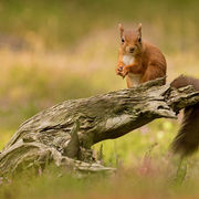 RED SQUIRREL AUGUST 2019