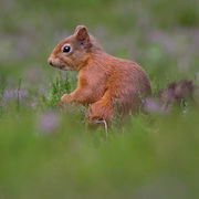 RED SQUIRREL AUGUST 2019