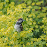 MALE HOUSE SPARROW MAY2020