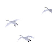WHOOPER SWANS JANUARY 2021