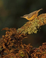 NUTHATCH JANUARY 2018