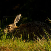 BROWN HARE MAY 2020