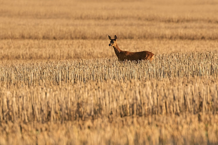 ROE DEER OCTOBER 2018
