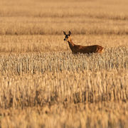 ROE DEER OCTOBER 2018