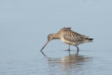 BAR TAILED GODWIT OCTOBER 2018
