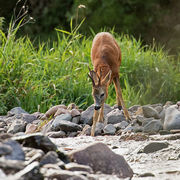 ROE BUCK SEPTEMBER 2019