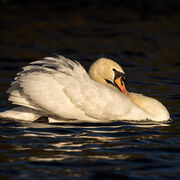 MUTE SWAN MARCH 2021