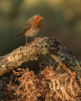 ROBIN JANUARY 2018