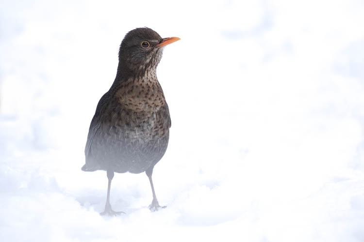 BLACKBIRD JANUARY 2018