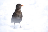 BLACKBIRD JANUARY 2018