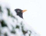 BLACKBIRD JANUARY 2018