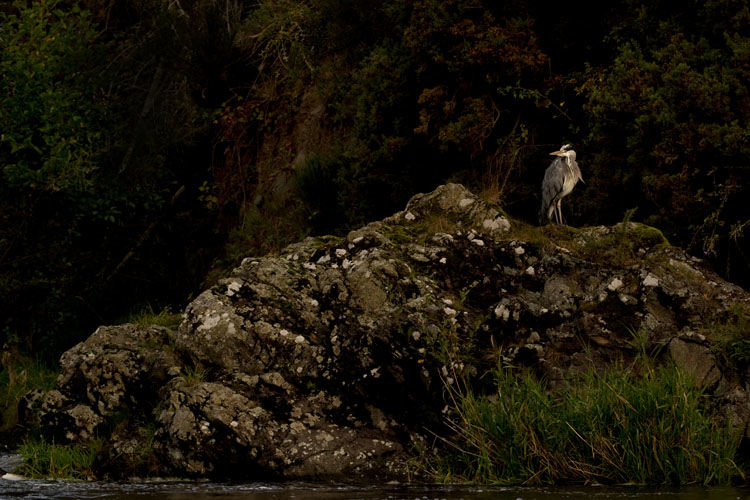 HERON SEPTEMBER 2019