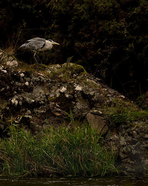 HERON SEPTEMBER 2019