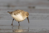DUNLIN FEBRUARY 2018