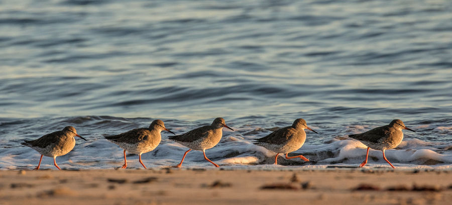 REDSHANK NOVEMBER 2018