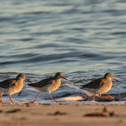 REDSHANK NOVEMBER 2018