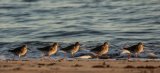 REDSHANK NOVEMBER 2018