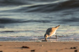 SANDERLING NOVEMBER 2018