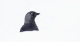 JACKDAW FEBRUARY 2018