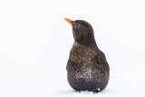 BLACKBIRD MARCH 2018
