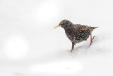 STARLING FEBRUARY 2018