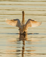 MUTE SWAN NOVEMBER 2018