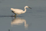 LITTLE EGRET NOVEMBER 2018