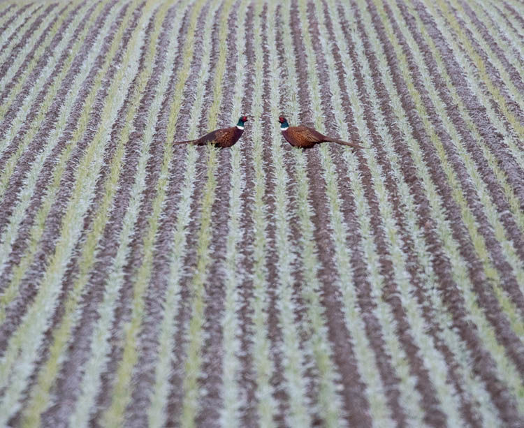 COCK PHEASANTS NOVEMBER2019