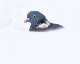 WOODPIGEON MARCH 2018