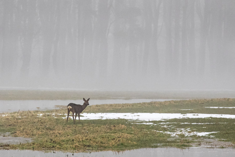 AFTER THE THAW MARCH 2018