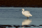 LITTLE EGRET NOVEMBER 2018