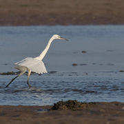 LITTLE EGRET NOVEMBER 2018